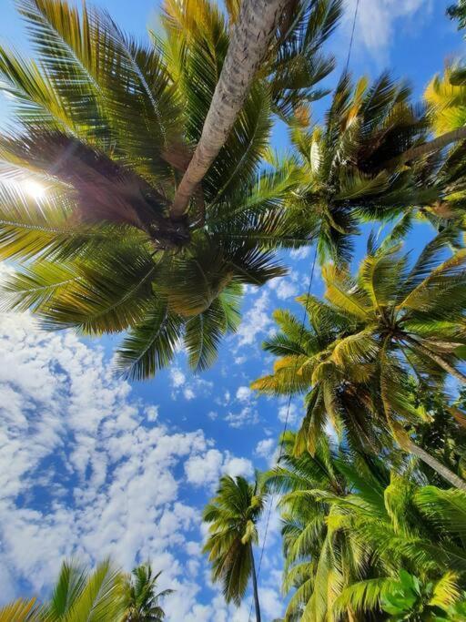 Ti Sucrier Jaune - Douceur Caraibe Vue Mer Le Carbet Exterior foto